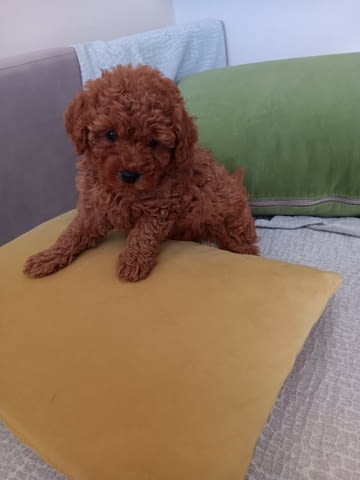 Сладки Той ПУДЕЛИ Toy Poodle, 2 Months, Vaccinated - Yes - city of Sofia | Dogs - снимка 1