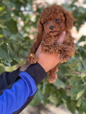 Сладки Той ПУДЕЛИ Toy Poodle, 2 Months, Vaccinated - Yes - city of Sofia | Dogs - снимка 2