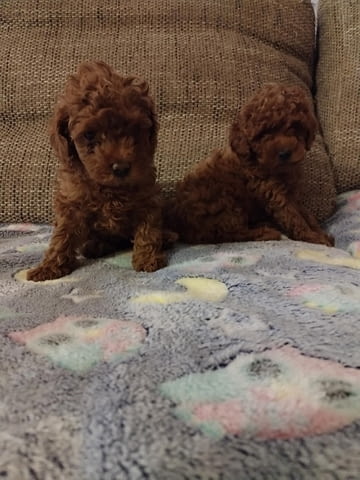 Червен той пудел, женски Mini Poodle, 1 Month - city of Izvun Bulgaria | Dogs - снимка 2