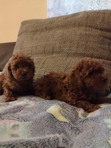 Червен той пудел, женски Mini Poodle, 1 Month - city of Izvun Bulgaria | Dogs - снимка 3