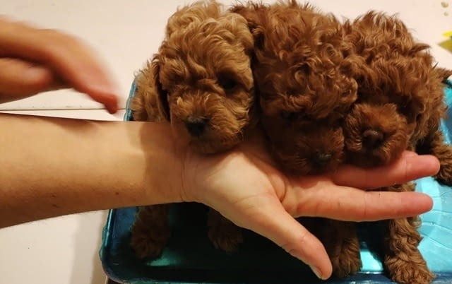 Червен той пудел, женски Mini Poodle, 1 Month - city of Izvun Bulgaria | Dogs - снимка 4