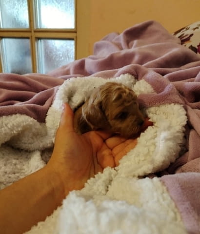 Червен той пудел, женски Mini Poodle, 1 Month - city of Izvun Bulgaria | Dogs - снимка 6