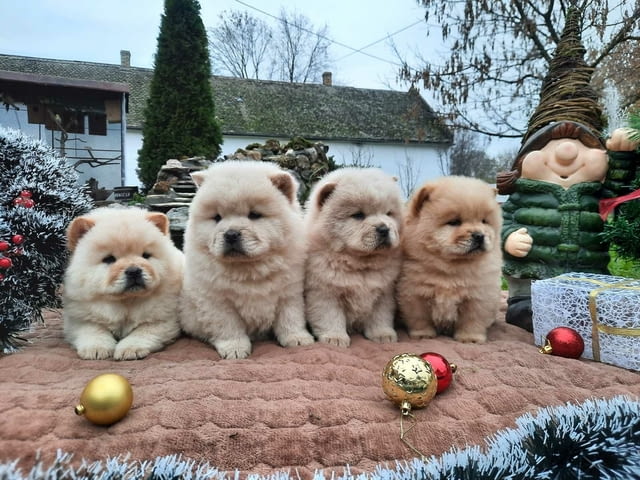 Chow chow chow chow Чау-чау, 2 месеца - град Извън България | Кучета - снимка 1