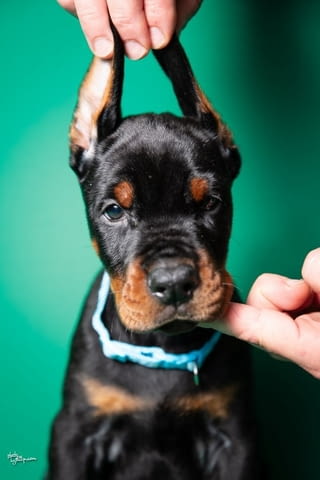 Доберман кученца за продажба Doberman, Vaccinated - Yes, Dewormed - Yes - city of Izvun Bulgaria | Dogs - снимка 1