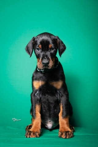 Доберман кученца за продажба Doberman, Vaccinated - Yes, Dewormed - Yes - city of Izvun Bulgaria | Dogs - снимка 2