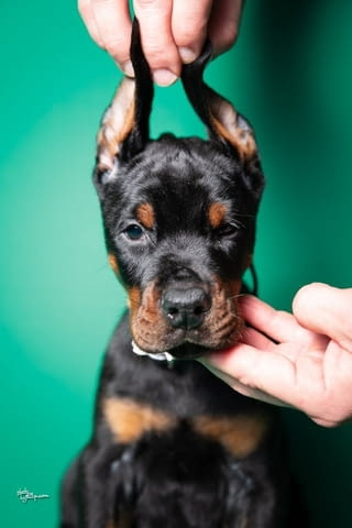 Доберман кученца за продажба Doberman, Vaccinated - Yes, Dewormed - Yes - city of Izvun Bulgaria | Dogs - снимка 3