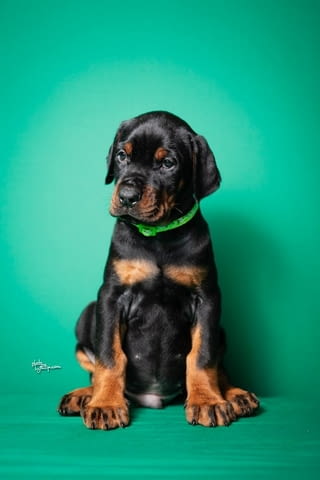 Доберман кученца за продажба Doberman, Vaccinated - Yes, Dewormed - Yes - city of Izvun Bulgaria | Dogs - снимка 8