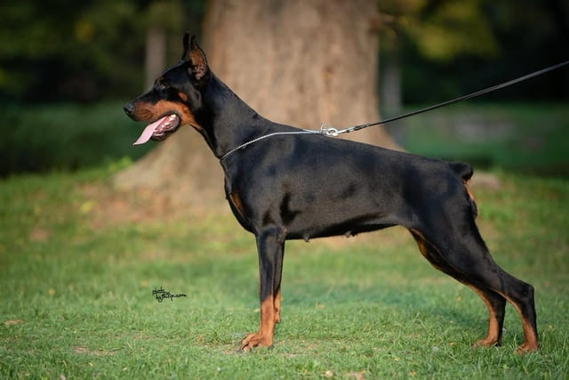 Доберман кученца за продажба Doberman, Vaccinated - Yes, Dewormed - Yes - city of Izvun Bulgaria | Dogs - снимка 10