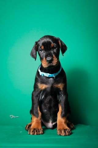 Доберман кученца за продажба Doberman, Vaccinated - Yes, Dewormed - Yes - city of Izvun Bulgaria | Dogs - снимка 12