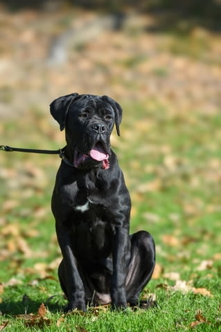 Продава се женско кученце Cane Corso Kanekorso, Vaccinated - Yes, Dewormed - Yes - city of Izvun Bulgaria | Dogs - снимка 1