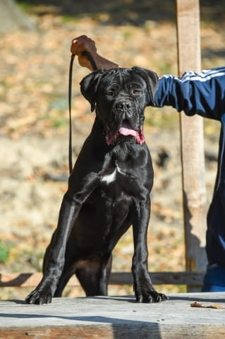 Продава се женско кученце Cane Corso Kanekorso, Vaccinated - Yes, Dewormed - Yes - city of Izvun Bulgaria | Dogs - снимка 2