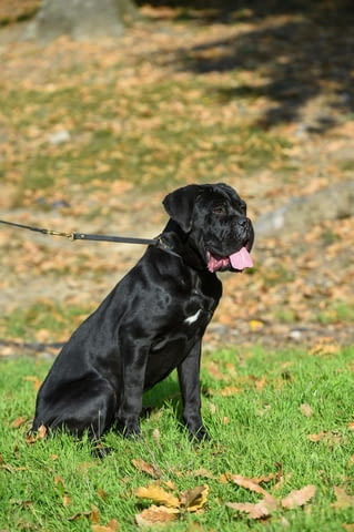 Продава се женско кученце Cane Corso Kanekorso, Vaccinated - Yes, Dewormed - Yes - city of Izvun Bulgaria | Dogs - снимка 3