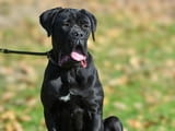 Продава се женско кученце Cane Corso