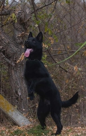 Женска немска овчарка German Shepherd, 6 Months, Vaccinated - Yes - city of Izvun Bulgaria | Dogs - снимка 1