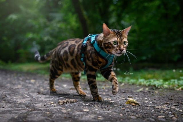 Бенгалски котенца Бенгалска, Ваксина - Да, Обезпаразитена - Да - град Извън България | Котки - снимка 7