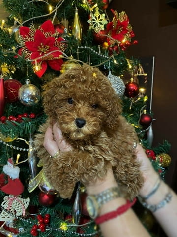 Red miniature poodles Пудел мини, 3 месеца, Ваксинирано - Да - град Извън България | Кучета - снимка 1