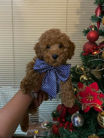 Red miniature poodles Пудел мини, 3 месеца, Ваксинирано - Да - град Извън България | Кучета - снимка 2