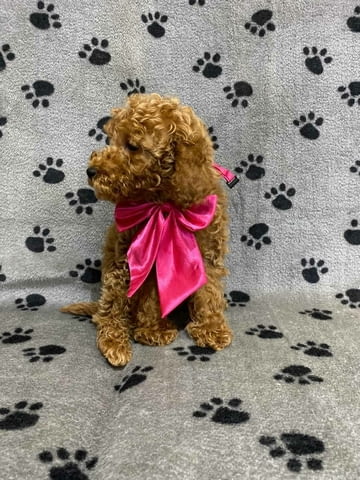 Red miniature poodles Пудел мини, 3 месеца, Ваксинирано - Да - град Извън България | Кучета - снимка 4