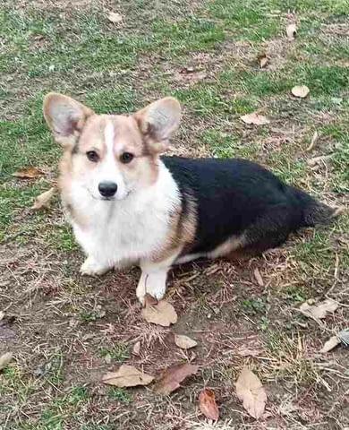 Pembroke Welsh Corgi Уелски корги пембрук, 6 месеца, Ваксинирано - Да - град Белослав | Кучета - снимка 1