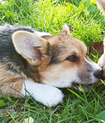 Pembroke Welsh Corgi Уелски корги пембрук, 6 месеца, Ваксинирано - Да - град Белослав | Кучета - снимка 2