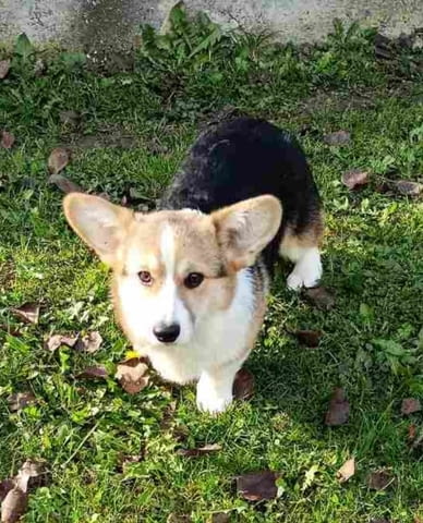 Pembroke Welsh Corgi Уелски корги пембрук, 6 месеца, Ваксинирано - Да - град Белослав | Кучета - снимка 3