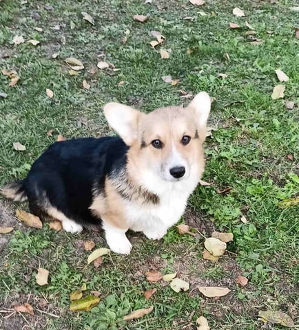 Pembroke Welsh Corgi Уелски корги пембрук, 6 месеца, Ваксинирано - Да - град Белослав | Кучета - снимка 4