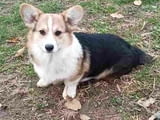 Pembroke Welsh Corgi