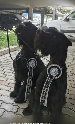 Giant Schnauzer Шнауцер, 6 месеца - град Извън България | Кучета - снимка 2