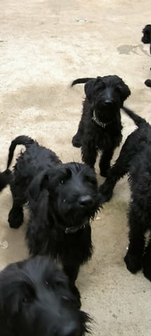 Giant Schnauzer Шнауцер, 6 месеца - град Извън България | Кучета - снимка 4