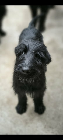 Giant Schnauzer Шнауцер, 6 месеца - град Извън България | Кучета - снимка 5