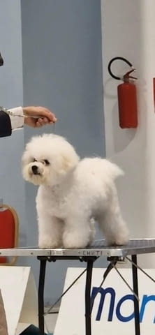 Бишон Фризе - мъжко кученце Bichon frize, Vaccinated - Yes, Dewormed - Yes - city of Izvun Bulgaria | Dogs - снимка 3