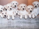 Top litter of Labradors