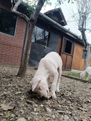 Дого аржентино Кученца Dogo Argentino, Vaccinated - Yes, Dewormed - Yes - city of Izvun Bulgaria | Dogs - снимка 1