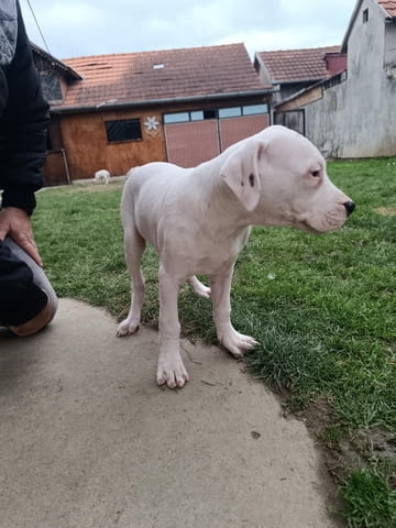 Дого аржентино Кученца Dogo Argentino, Vaccinated - Yes, Dewormed - Yes - city of Izvun Bulgaria | Dogs - снимка 2