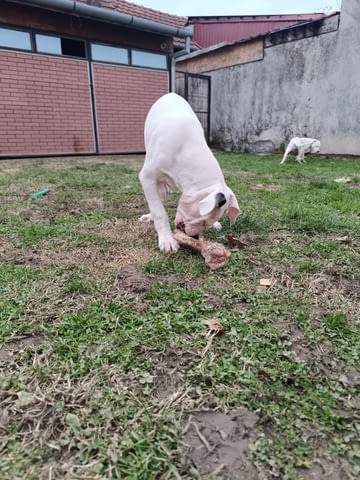 Дого аржентино Кученца Dogo Argentino, Vaccinated - Yes, Dewormed - Yes - city of Izvun Bulgaria | Dogs - снимка 3