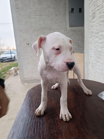 Дого аржентино Кученца Dogo Argentino, Vaccinated - Yes, Dewormed - Yes - city of Izvun Bulgaria | Dogs - снимка 4