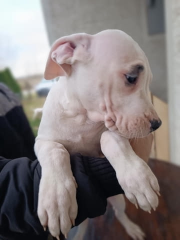 Дого аржентино Кученца Dogo Argentino, Vaccinated - Yes, Dewormed - Yes - city of Izvun Bulgaria | Dogs - снимка 5