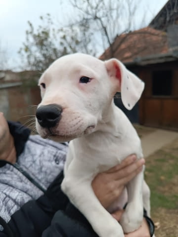 Дого аржентино Кученца Dogo Argentino, Vaccinated - Yes, Dewormed - Yes - city of Izvun Bulgaria | Dogs - снимка 6