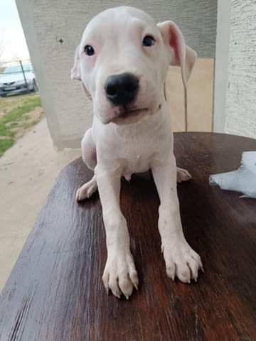 Дого аржентино Кученца Dogo Argentino, Vaccinated - Yes, Dewormed - Yes - city of Izvun Bulgaria | Dogs - снимка 7