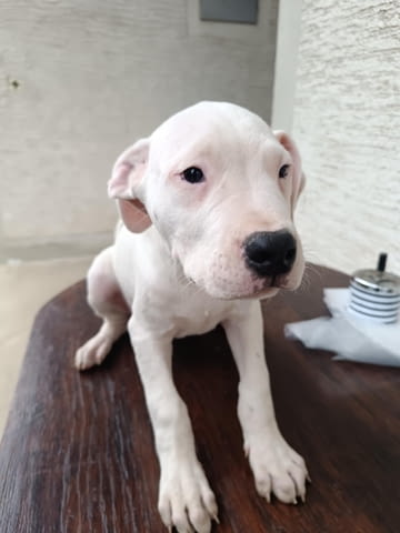 Дого аржентино Кученца Dogo Argentino, Vaccinated - Yes, Dewormed - Yes - city of Izvun Bulgaria | Dogs - снимка 8