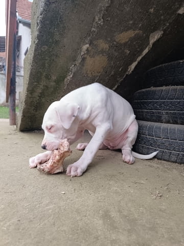 Дого аржентино Кученца Dogo Argentino, Vaccinated - Yes, Dewormed - Yes - city of Izvun Bulgaria | Dogs - снимка 9