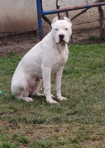 Дого аржентино Кученца Dogo Argentino, Vaccinated - Yes, Dewormed - Yes - city of Izvun Bulgaria | Dogs - снимка 10