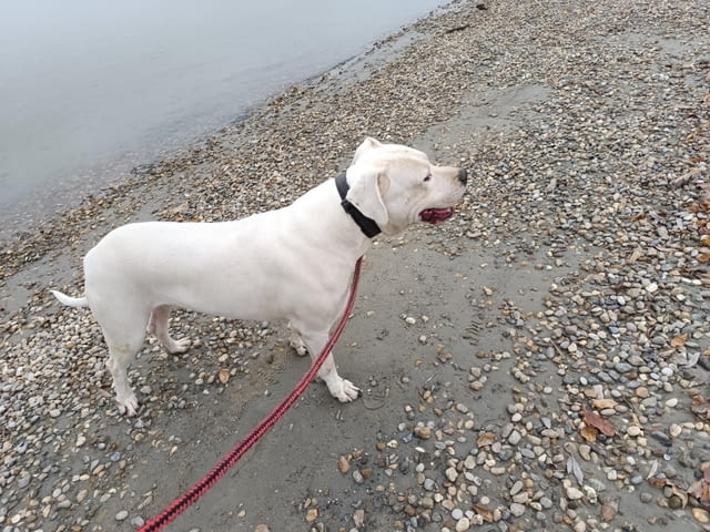 Дого аржентино Кученца Dogo Argentino, Vaccinated - Yes, Dewormed - Yes - city of Izvun Bulgaria | Dogs - снимка 11