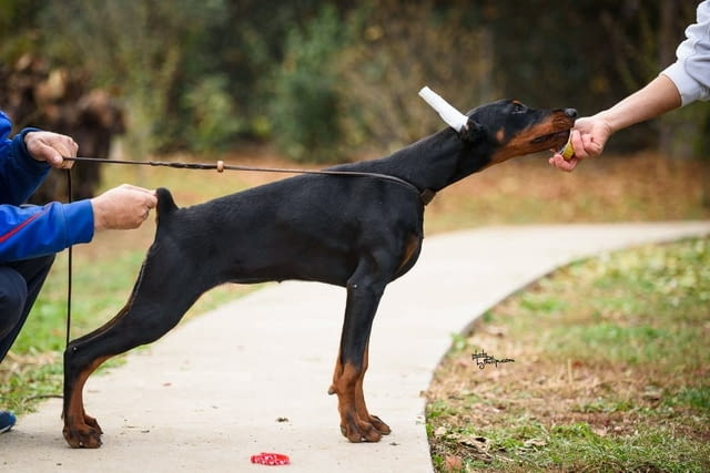 Доберман топ кученца Doberman, Vaccinated - Yes, Dewormed - Yes - city of Izvun Bulgaria | Dogs - снимка 1