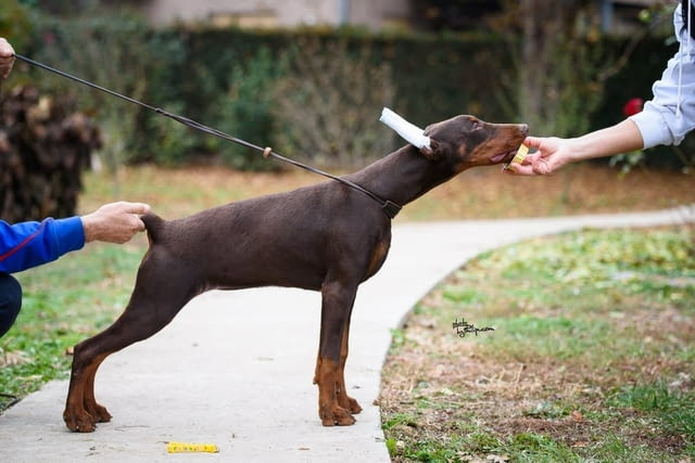 Доберман топ кученца Doberman, Vaccinated - Yes, Dewormed - Yes - city of Izvun Bulgaria | Dogs - снимка 2