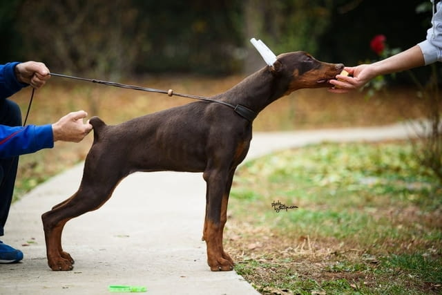 Доберман топ кученца Doberman, Vaccinated - Yes, Dewormed - Yes - city of Izvun Bulgaria | Dogs - снимка 3