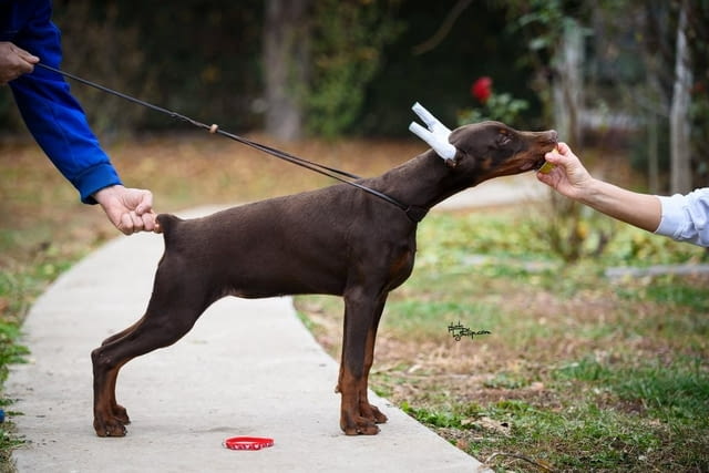 Доберман топ кученца Doberman, Vaccinated - Yes, Dewormed - Yes - city of Izvun Bulgaria | Dogs - снимка 4