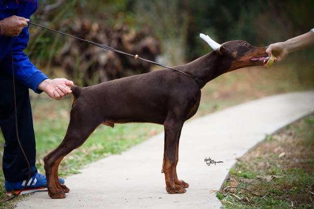 Доберман топ кученца Doberman, Vaccinated - Yes, Dewormed - Yes - city of Izvun Bulgaria | Dogs - снимка 5