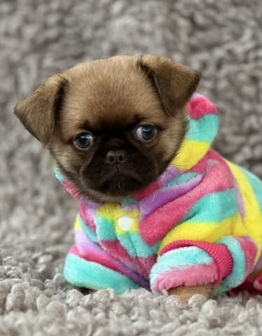 Griffon Brussel Грифон корталс, 3 месеца, Ваксинирано - Да - град Варна | Кучета - снимка 1