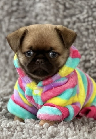 Griffon Brussel Грифон корталс, 3 месеца, Ваксинирано - Да - град Варна | Кучета - снимка 2